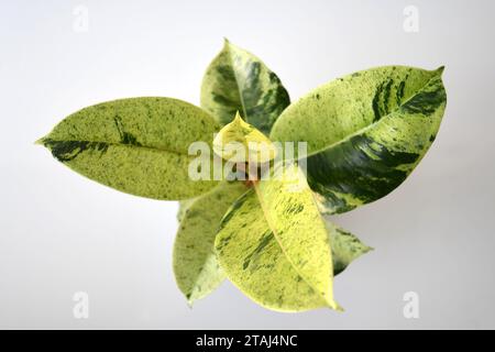 Ficus elastica Moonshine (arbre à caoutchouc) plante d'intérieur avec des feuilles vertes et jaunes panachées. Isolé sur fond blanc. Orientation portrait. Banque D'Images