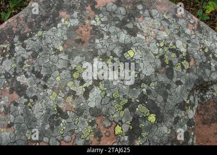 Lichen géographique (Rhizocarpon geographicum, gris). Laponie Banque D'Images