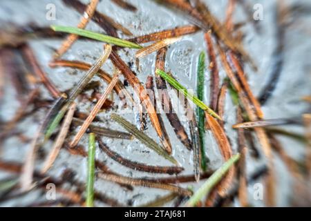 Forestry. Aiguilles d'épinette et particules d'écorce sur neige fondue au printemps. Macro ultra d'arrière-plan d'acérose Banque D'Images