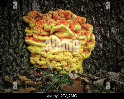 Champignon jaune soufre qui pousse sur le tronc d'un arbre Banque D'Images