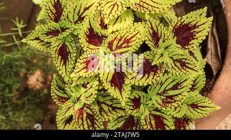 Belle plante ornementale Coleus feuilles fleurissant dans le planteur dans le jardin de la maison. Feuille de Coleus dans les veines de couleur marron rouge foncé sur vert clair Banque D'Images