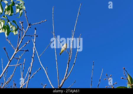 fingeron de safran (Sicalis flaveola) sur branche d'arbre à Teresopolis, Rio de Janeiro, Brésil Banque D'Images