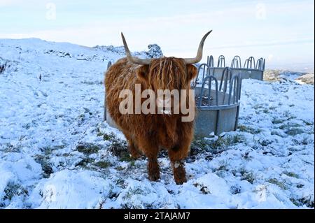 Édimbourg, Écosse, Royaume-Uni. 1 décembre 2023. La neige arrive dans le parc régional de Pentland. Le troupeau de vaches des Highlands résidant se nourrissant dans la neige. Crédit : Craig Brown/Alamy Live News Banque D'Images