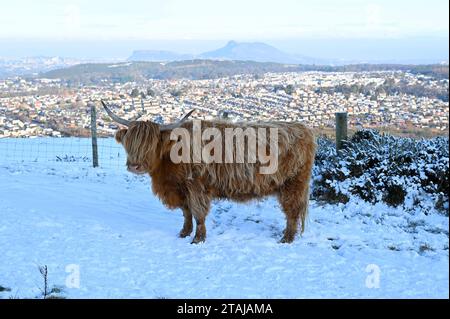 Édimbourg, Écosse, Royaume-Uni. 1 décembre 2023. La neige arrive dans le parc régional de Pentland. Le troupeau de vaches des Highlands résidant se nourrissant dans la neige. Crédit : Craig Brown/Alamy Live News Banque D'Images