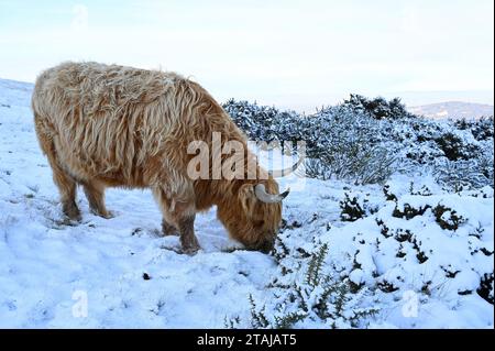 Édimbourg, Écosse, Royaume-Uni. 1 décembre 2023. La neige arrive dans le parc régional de Pentland. Le troupeau de vaches des Highlands résidant se nourrissant dans la neige. Crédit : Craig Brown/Alamy Live News Banque D'Images