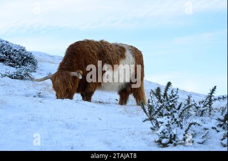 Édimbourg, Écosse, Royaume-Uni. 1 décembre 2023. La neige arrive dans le parc régional de Pentland. Le troupeau de vaches des Highlands résidant se nourrissant dans la neige. Crédit : Craig Brown/Alamy Live News Banque D'Images