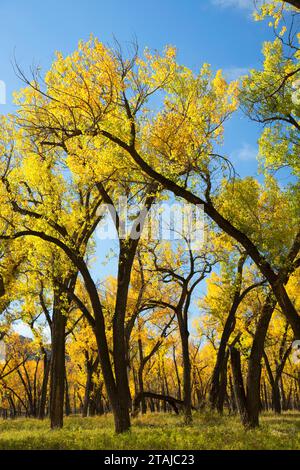 Automne peupliers près de la Petite Rivière Missouri le long du Sentier Sud Achenback, Theodore Roosevelt, l'unité nationale de Park-North Dakota du Nord Banque D'Images