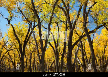 Automne peupliers près de la Petite Rivière Missouri le long du Sentier Sud Achenback, Theodore Roosevelt, l'unité nationale de Park-North Dakota du Nord Banque D'Images