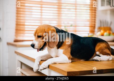 Un chien Beagle, qui attend avec impatience son repas sur la table de la cuisine, ajoute une touche d'humour à la scène Banque D'Images
