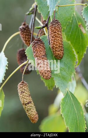 Hänge-Birke, Sand-Birke, Birke, Hängebirke, Sandbirke, Frucht, Früchte, Weißbirke, Betula pendula, bouleau blanc européen, bouleau argenté, bouleau verruqueux, fr Banque D'Images