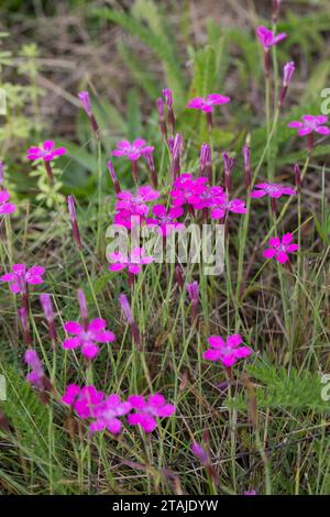 Heide-Nelke, Heidenelke, Nelke, Dianthus deltoides, Maiden Pink, Maiden-Pink, l'œillet à delta, œillet couché ou œillet glauque Banque D'Images