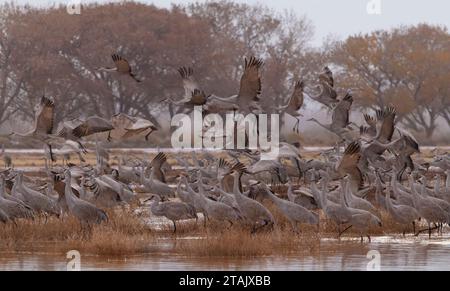 Groupe de grues de sable pour voler sur brumeux, le matin de novembre à Bernardo Wildlife Area au Nouveau-Mexique, États-Unis Banque D'Images