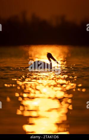 Pelican flotte sur l'eau silhouettée au lever du soleil Banque D'Images