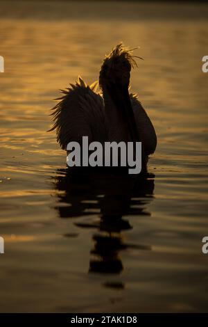 Pelican flotte rétroéclairée sur le lac au lever du soleil Banque D'Images