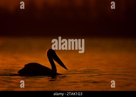 Pelican pagaies sur le lac rétro-éclairé au lever du soleil Banque D'Images