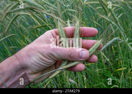 La main des agriculteurs touche les oreilles de récolte sur le champ agricole pour contrôler le degré de maturité et la qualité Banque D'Images