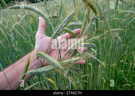 La main des agriculteurs touche les oreilles de récolte sur le champ agricole pour contrôler le degré de maturité et la qualité Banque D'Images