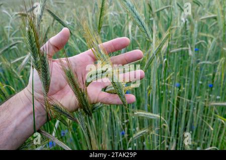 La main des agriculteurs touche les oreilles de récolte sur le champ agricole pour contrôler le degré de maturité et la qualité Banque D'Images