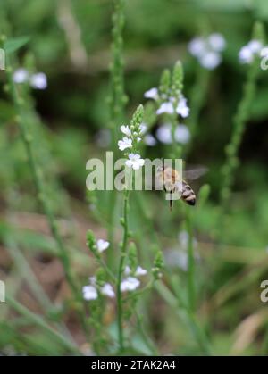 La plante médicinale Verbena officinalis pousse dans la nature Banque D'Images