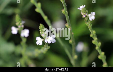 La plante médicinale Verbena officinalis pousse dans la nature Banque D'Images