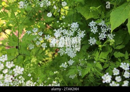 La plante toxique chaerophyllum temulum pousse dans la nature Banque D'Images