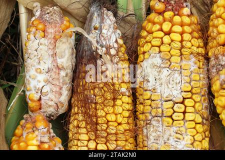 Épis de maïs affectés par une maladie fongique - fusarium (Fusarium moniliforme) Banque D'Images