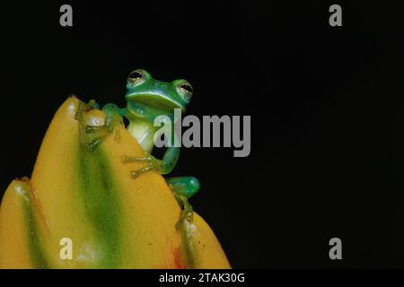 Petite grenouille de verre derrière la fleur jaune Banque D'Images