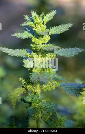 Dans la nature, l'ortie piquant pousse (Urtica urens) Banque D'Images