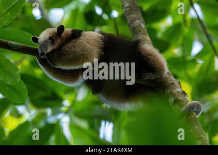 Le nord de Tamandua Tamandua mexicana - espèce de tamanoir, les forêts tropicales et subtropicales du sud du Mexique, en Amérique centrale au bord de la n Banque D'Images