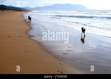 Silhouettes et empreintes de pattes de deux chiens vus de derrière marchant le long de la plage de sable doré naturel de la mer Méditerranée sur la péninsule du Péloponnèse, Grèce Banque D'Images