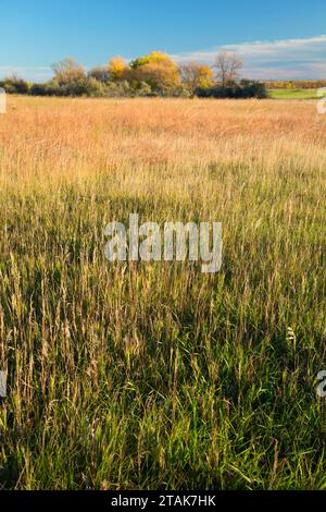 Prairie le long du sentier de la rivière Knife, Village villages indiens, Lieu historique national, Lewis et Clark National Historic Trail, Dakota du Nord Banque D'Images