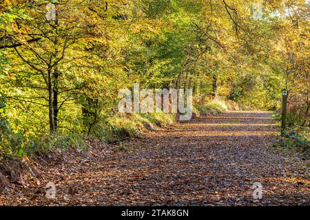 Couleurs d'automne dans la forêt royale de Dean - Un sentier boisé au Wenchford Picnic site près de Blakeney, Gloucestershire, Angleterre Royaume-Uni Banque D'Images