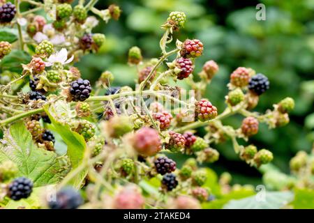 Mûres ou mûres (rubus fruticosus), gros plan d'une masse de fruits ou de baies de l'arbuste commun à divers stades de maturité. Banque D'Images