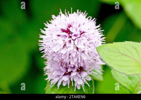 Menthe d'eau (mentha aquatica), gros plan montrant les têtes de fleurs rondes, roses à lilas de la plante au bord de l'eau. Banque D'Images