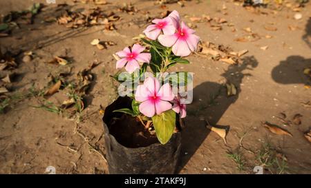 Plantes à fleurs rose clair dans un sac noir. Plisseuse de fleurs dans le sac Banque D'Images