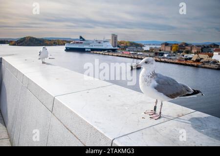 Une mouette sur le toit de l'Opéra, Oslo Banque D'Images