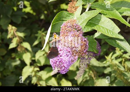 Peint Lady Vanessa cardui, Lothersdale, North Yorkshire, Angleterre, Royaume-Uni Banque D'Images