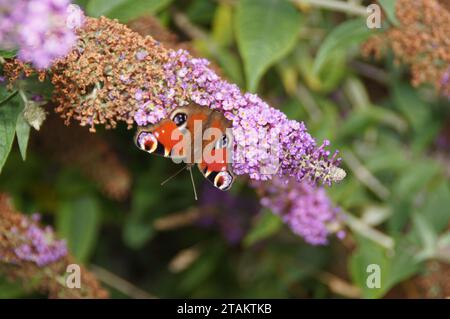 Peacock Butterfly (Aglais io) sur un Buddleja Bush, Lothersdale, North Yorkshire, Angleterre, Royaume-Uni Banque D'Images