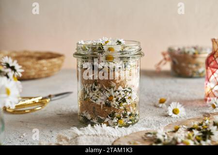 Fleurs de Marguerite communes hachées et sucre de canne dans un bocal en verre - préparation de sirop à base de plantes Banque D'Images