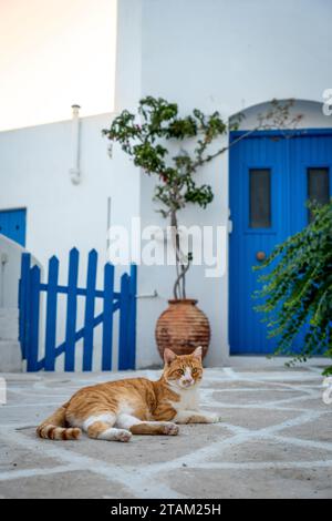 Un joyeux chat domestique orange couché contentement sur un patio, les yeux grands ouverts et alerte Banque D'Images