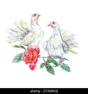 Colombes blanches avec une rose rouge. Illustration aquarelle sur fond blanc. Cartes de voeux Saint Valentin, invitations de mariage, couvertures, autocollants. Banque D'Images