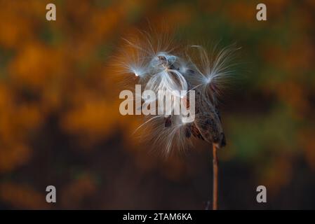 Asclepias syriaca, communément appelé latweed commun, fleur de papillon, silkweed, laitand-moût soyeux, et silkweed de Virginie, est une espèce de floraison p Banque D'Images