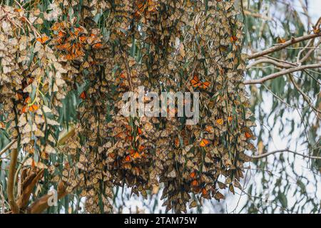 Des milliers de papillons monarques se rassemblent sur un Eucalyptus, créant une tapisserie vivante qui murmure des histoires de migration et de la beauté délicate de Banque D'Images