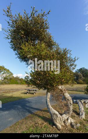 Le myrte au miel des neiges (Melaleuca nesophila), également connu sous le nom de melaleuca rose, est une plante de la famille des myrtes. Vue rapprochée avec ciel bleu en arrière-plan Banque D'Images