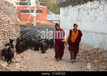 Un troupeau de chèvres Pashmina revient du pâturage dans l'ancien village de Tsarang - Mustang District, Népal Banque D'Images
