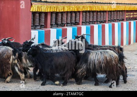 Un troupeau de chèvres Pashmina revient du pâturage dans l'ancien village de Tsarang - Mustang District, Népal Banque D'Images