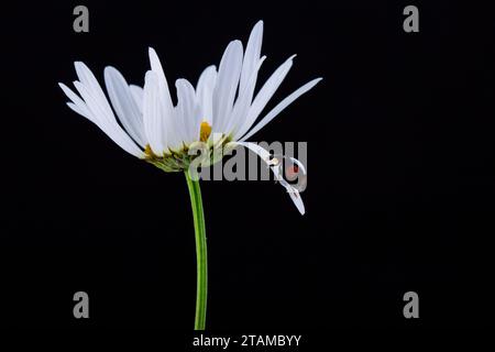 Coccinelle sur la fleur blanche de marguerites sur un fond noir la nuit Banque D'Images