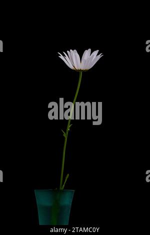 Fleur blanche avec une tige verte sur un fond noir Banque D'Images