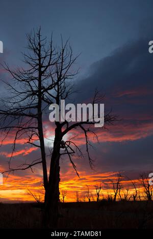 Le SNAG Juniper coucher du soleil, le Parc National de Mesa Verde, Colorado Banque D'Images