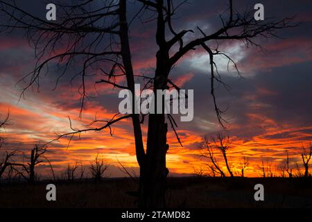 Le SNAG Juniper coucher du soleil, le Parc National de Mesa Verde, Colorado Banque D'Images